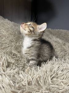 кошенята без породи