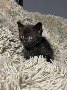 кошенята без породи