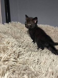 кошенята без породи