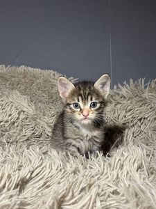 кошенята без породи