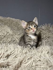 кошенята без породи