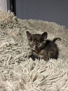 кошенята без породи