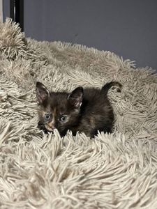 кошенята без породи