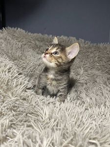 кошенята без породи
