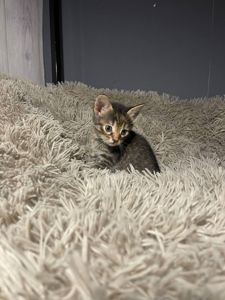 кошенята без породи