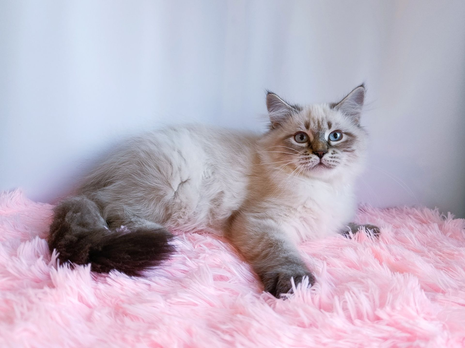 Дуже гарний клубний невський маскарадний хлопчик Altair
