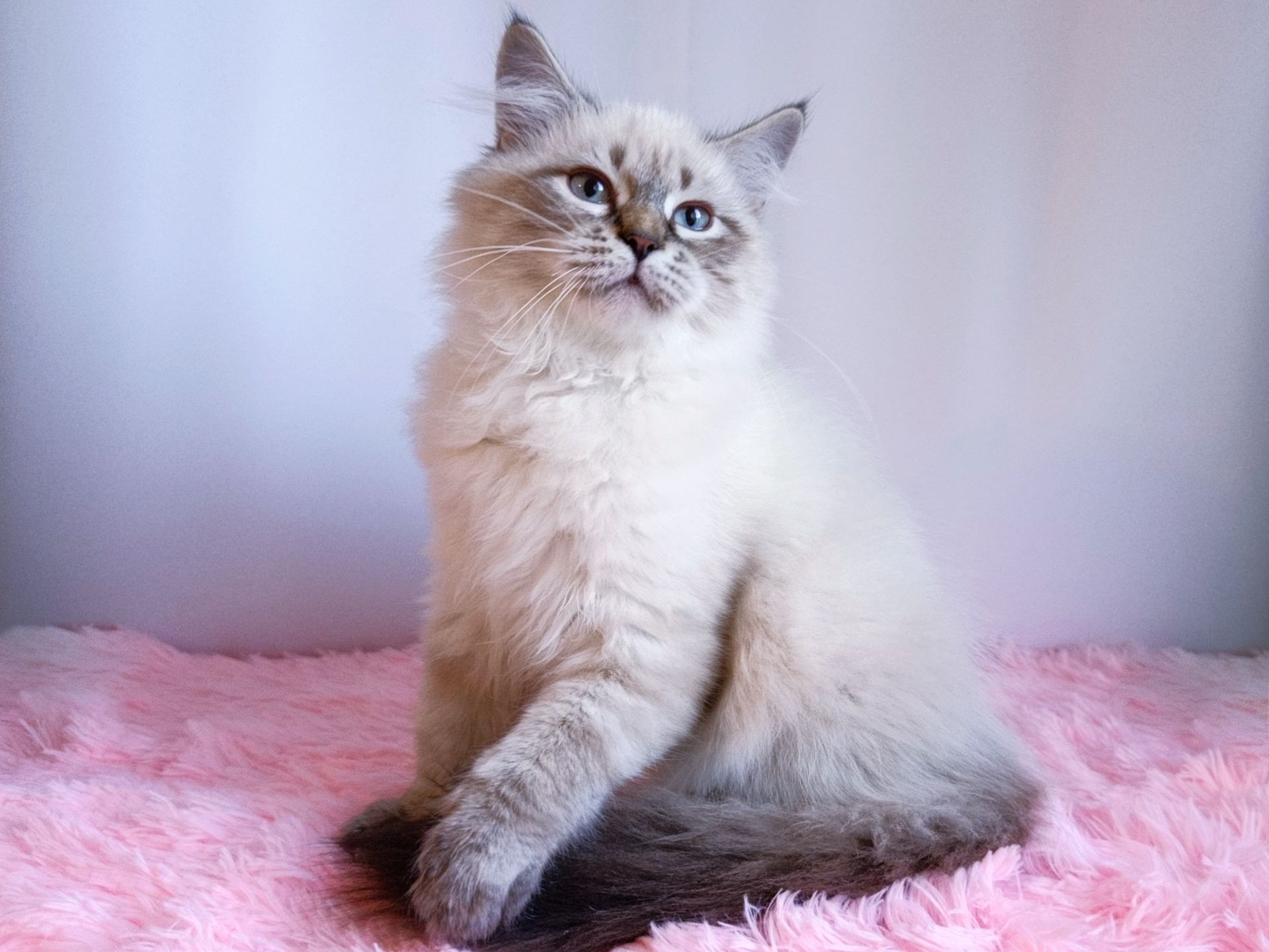 Дуже гарний клубний невський маскарадний хлопчик Altair