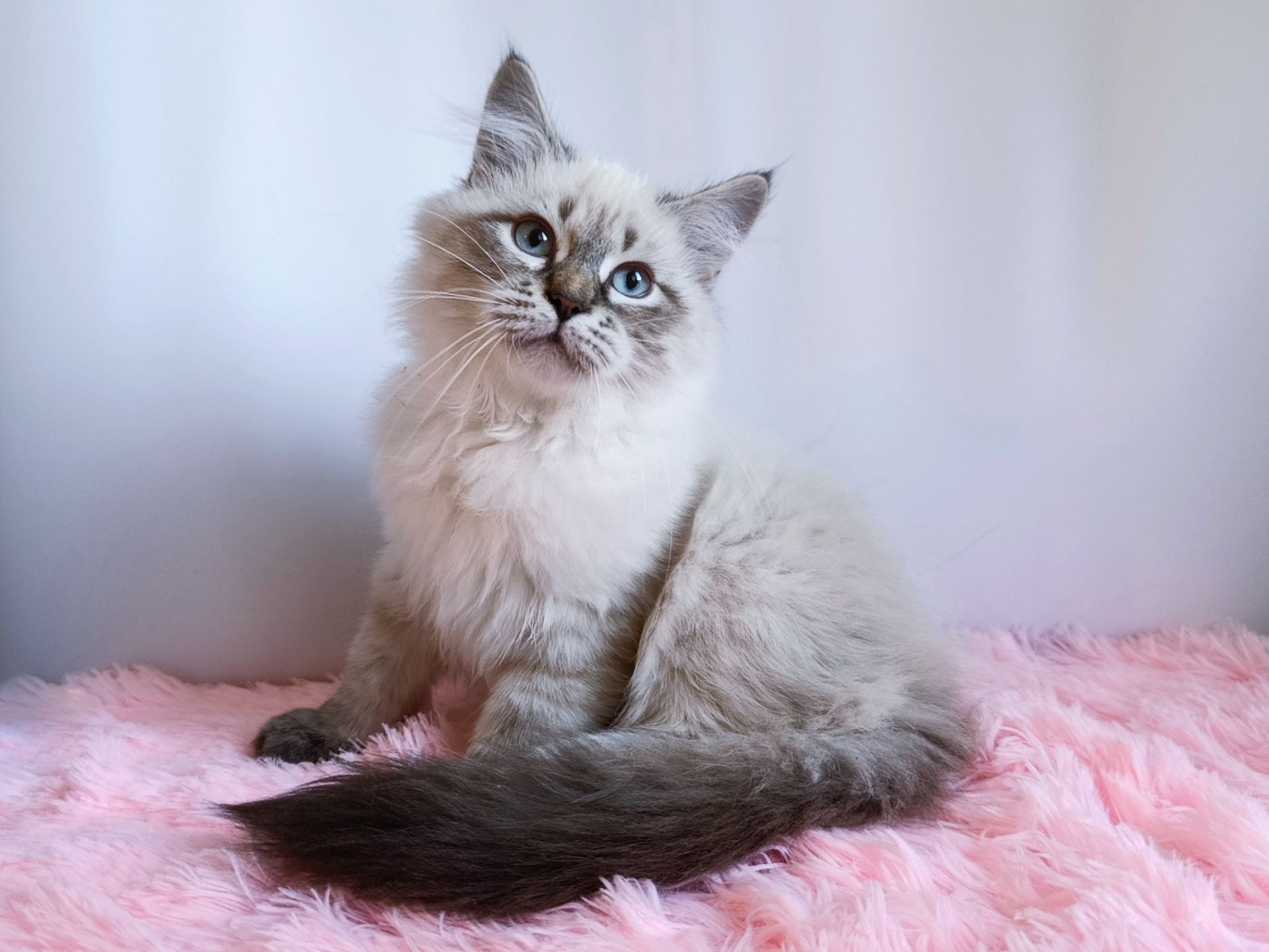 Дуже гарний клубний невський маскарадний хлопчик Altair