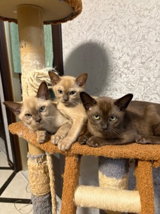 Кошенята бурми європейської