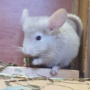 Маленький самец шиншиллы гомобежевый эбони