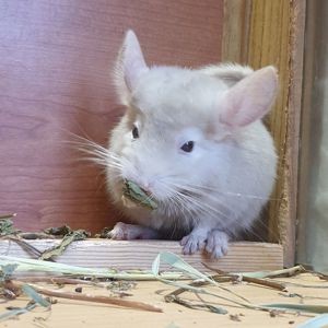 Маленький самец шиншиллы гомобежевый эбони