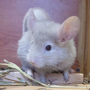 Маленький самец шиншиллы гомобежевый эбони