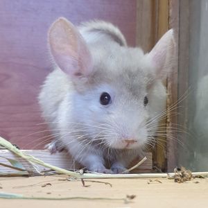 Маленький самец шиншиллы гомобежевый эбони