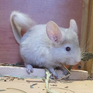 Маленький самец шиншиллы гомобежевый эбони