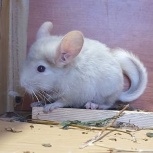 Маленький самец шиншиллы гомобежевый эбони