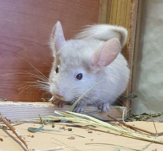 Маленький самец шиншиллы гомобежевый эбони