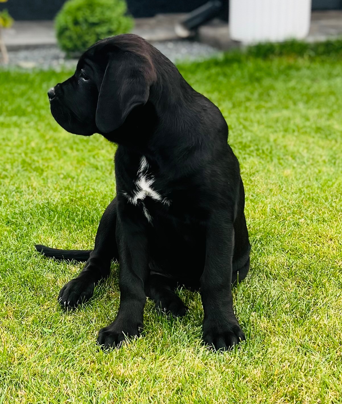 Cane de Corso Italiano