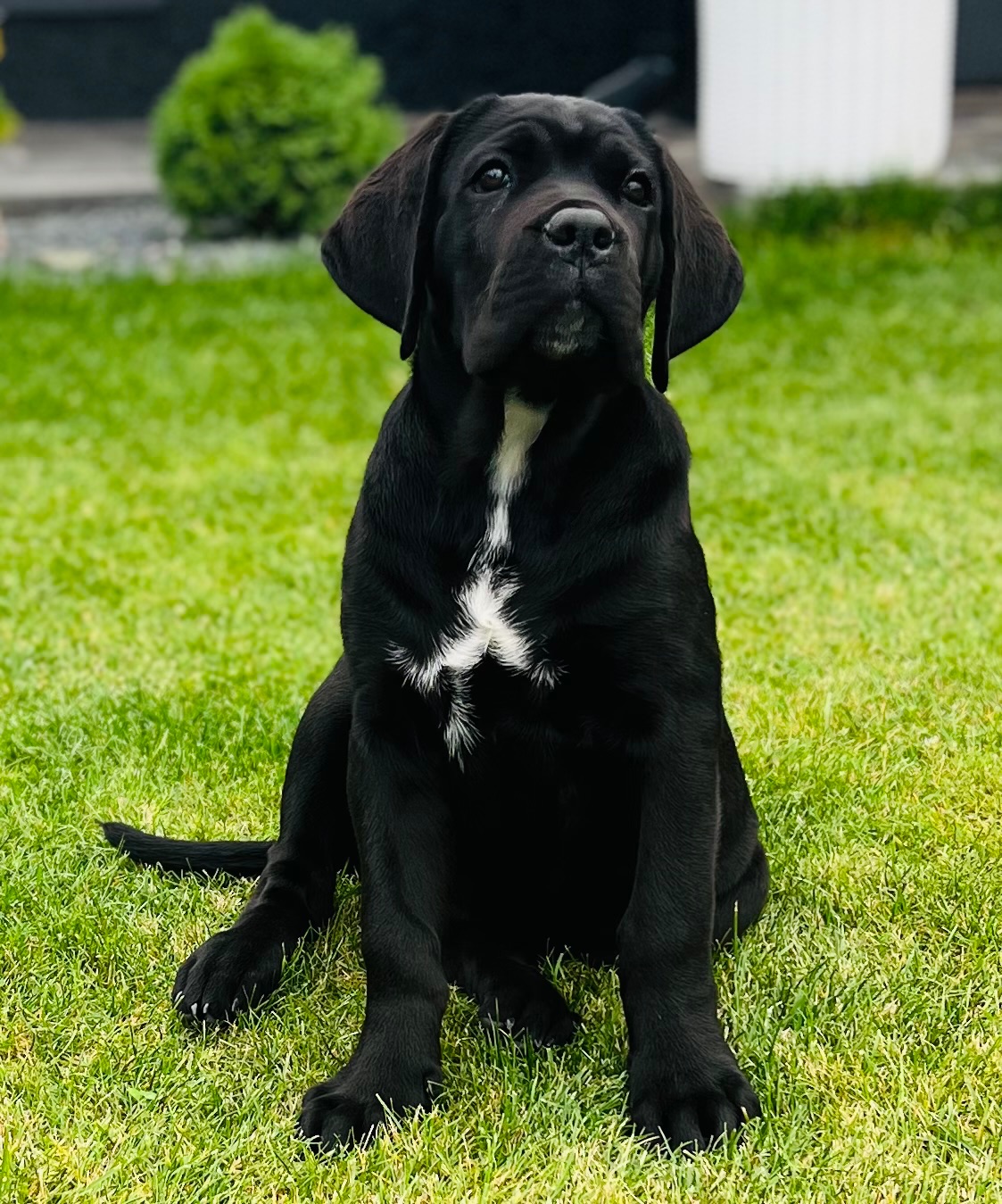 Cane de Corso Italiano
