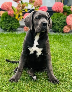 Cane de Corso Italiano