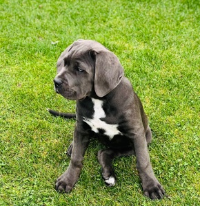 Cane de Corso Italiano
