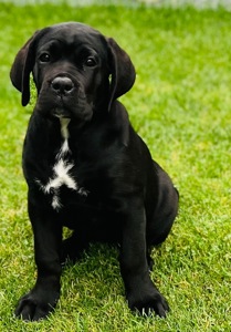 Cane de Corso Italiano