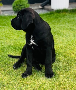 Cane de Corso Italiano