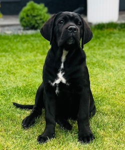Cane de Corso Italiano