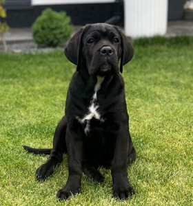 Cane de Corso Italiano