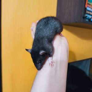Дівчинка щур, чорна дамбо, ручний пацючок