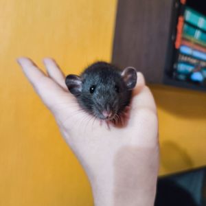 Дівчинка щур, чорна дамбо, ручний пацючок