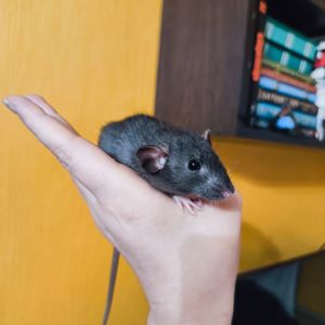 Дівчинка щур, чорна дамбо, ручний пацючок