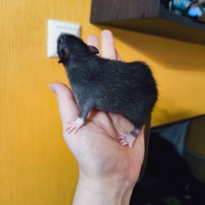 Дівчинка щур, чорна дамбо, ручний пацючок