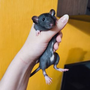 Дівчинка щур, чорна дамбо, ручний пацючок
