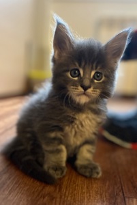Кошеня Мейн-кун хлопчик