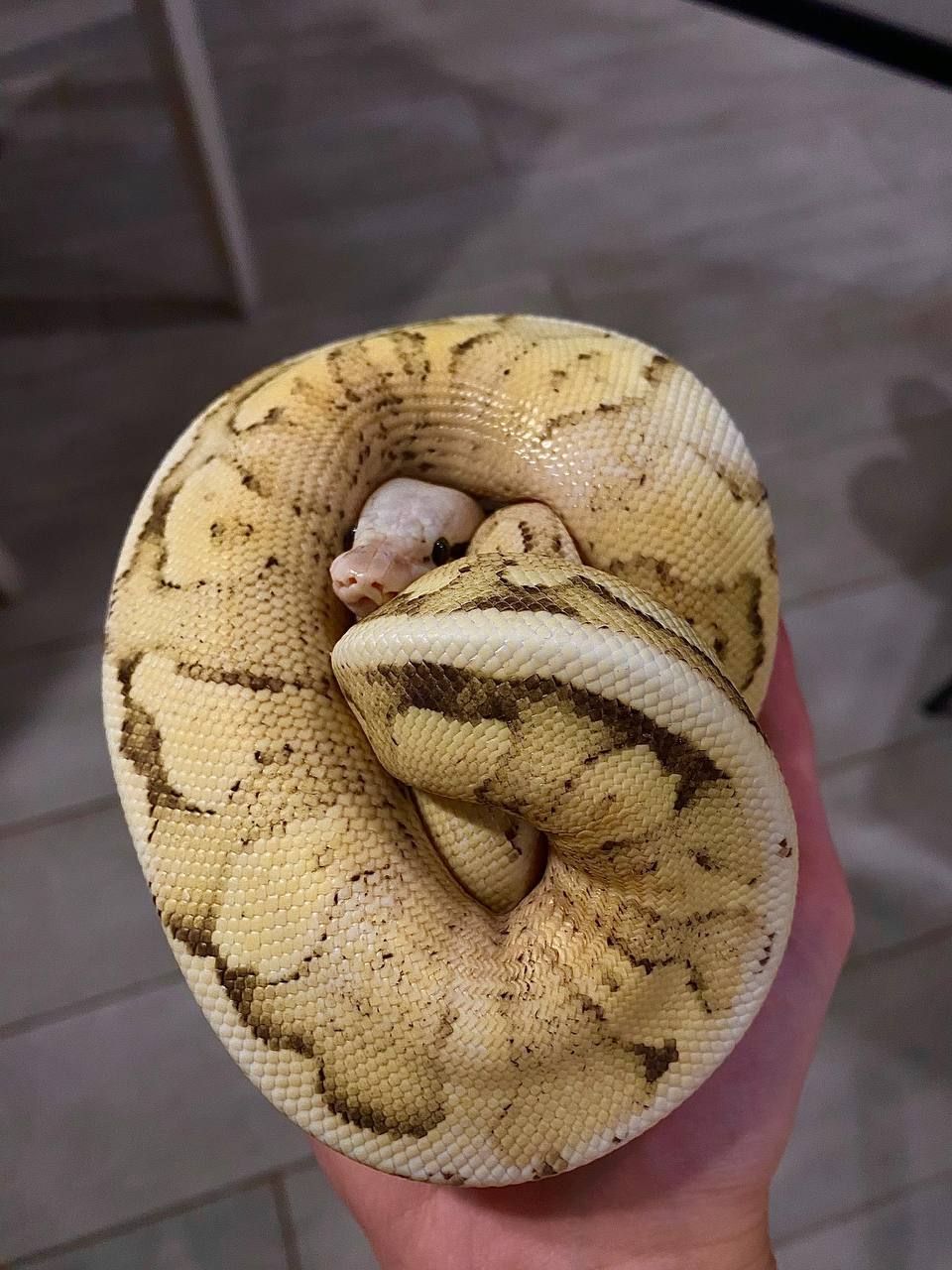 Королівський пітон регіус