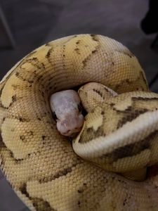 Королівський пітон регіус