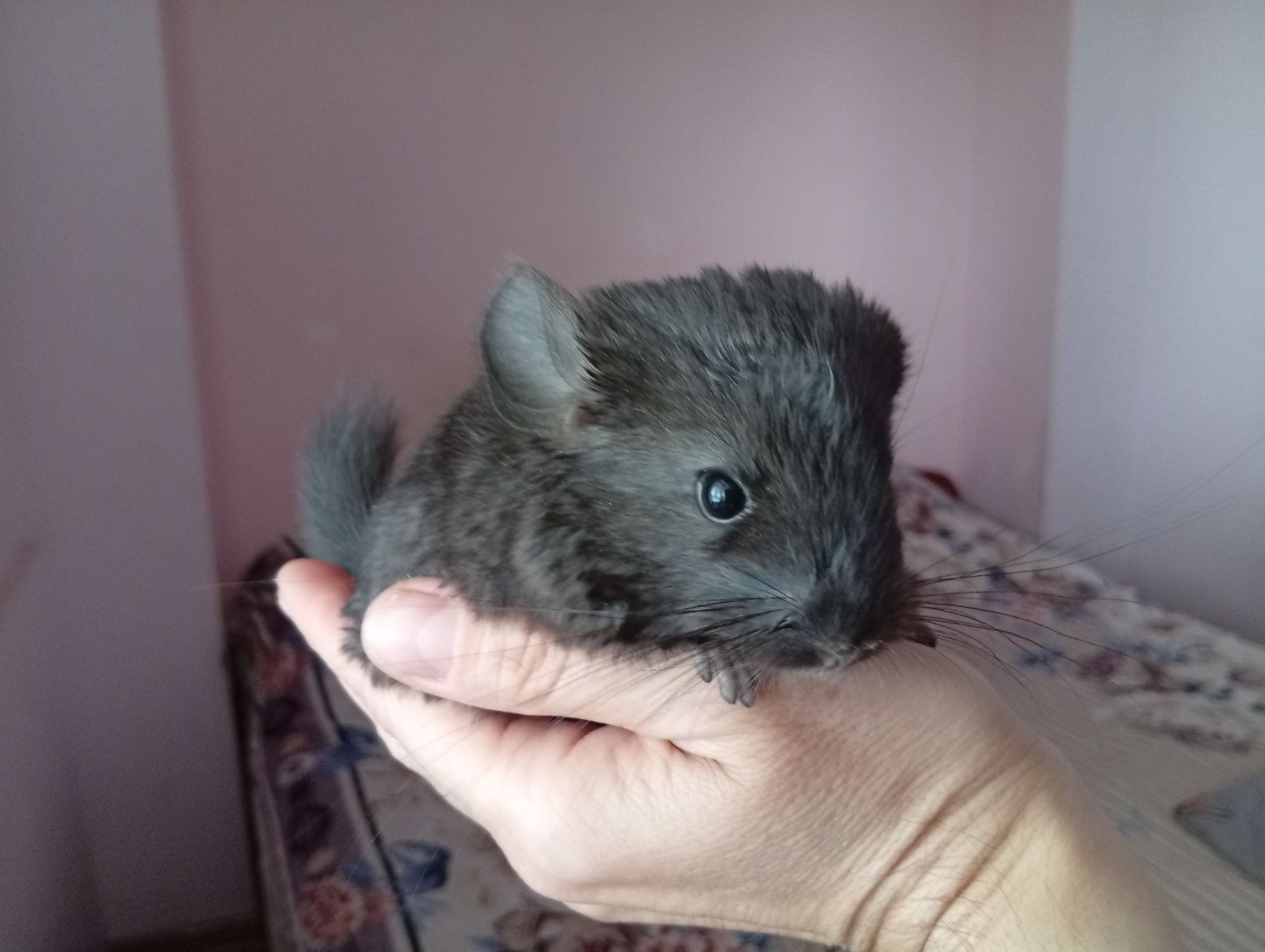 Шиншили