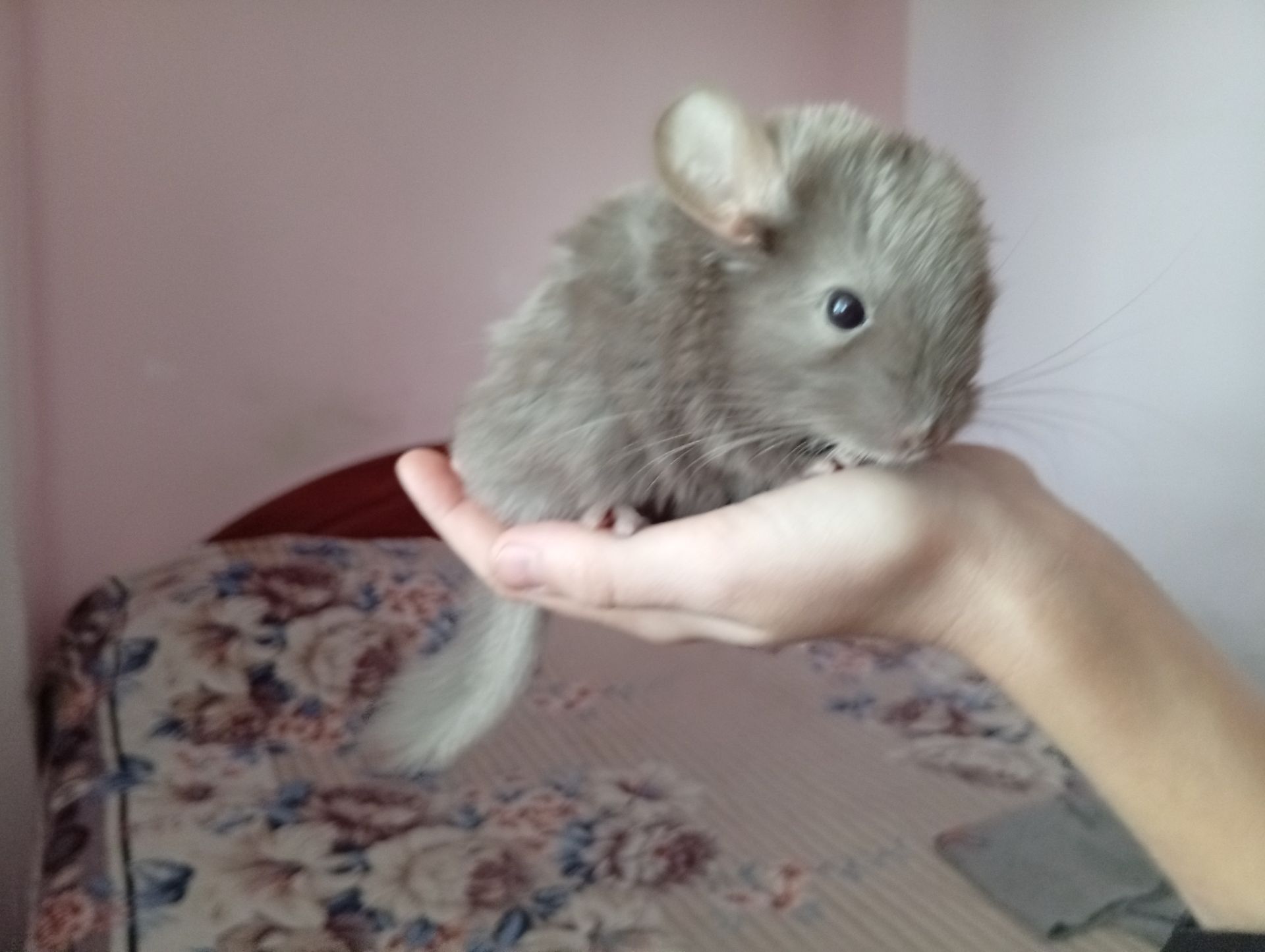 Шиншили