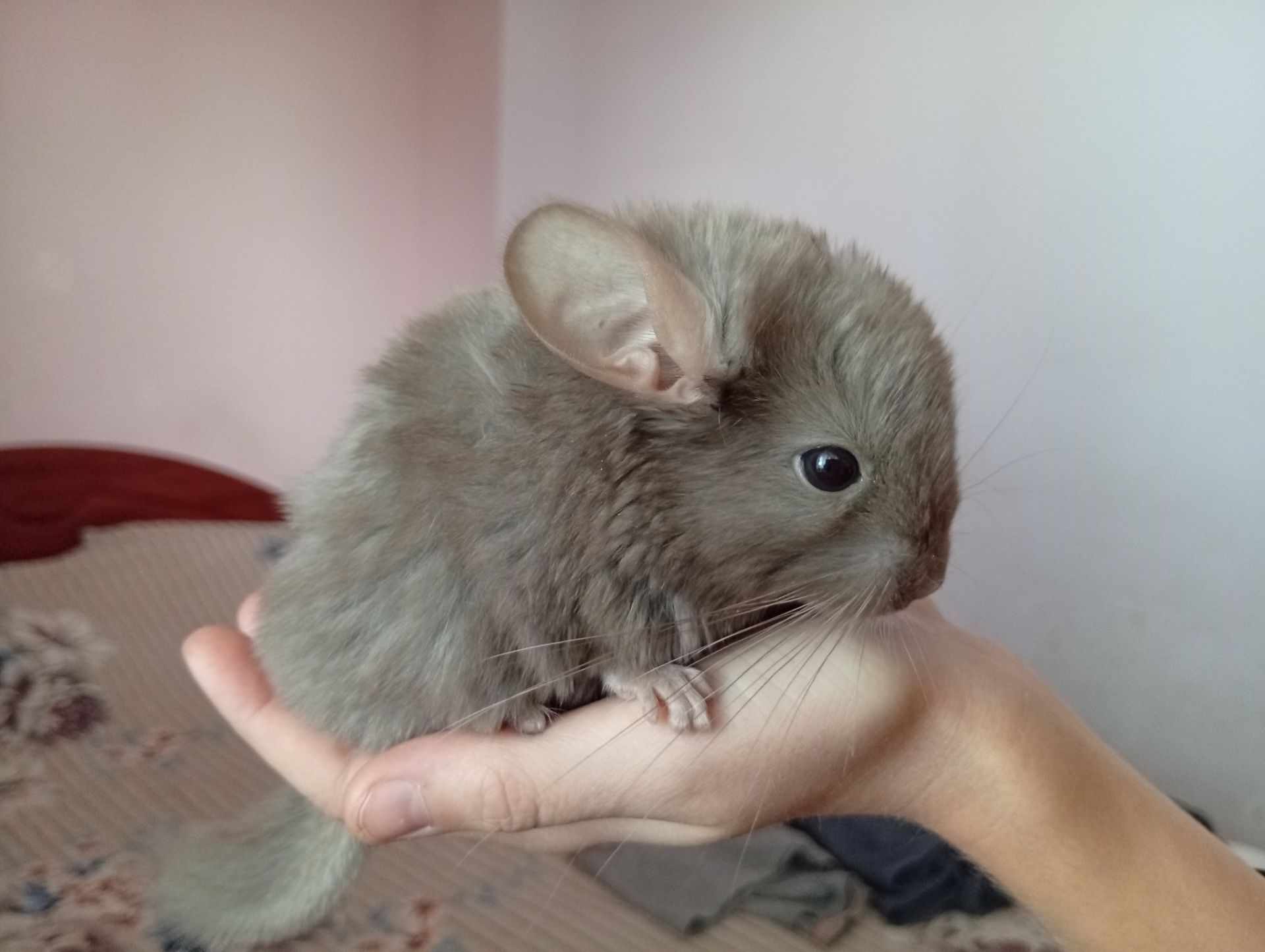 Шиншили