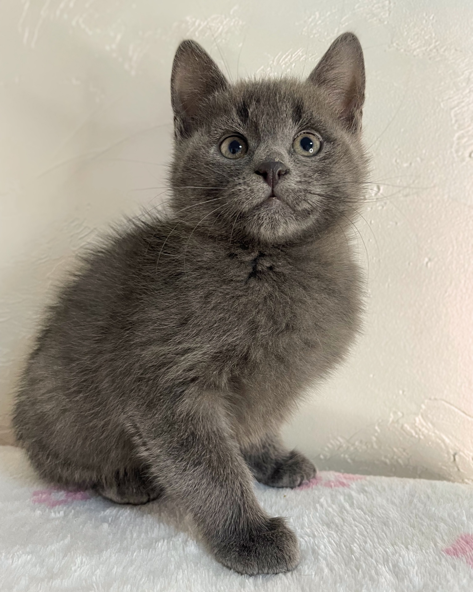 Кошеня котик шукає дім