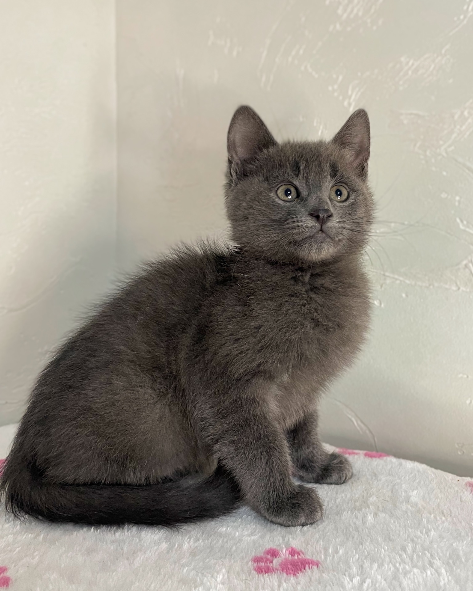 Кошеня котик шукає дім