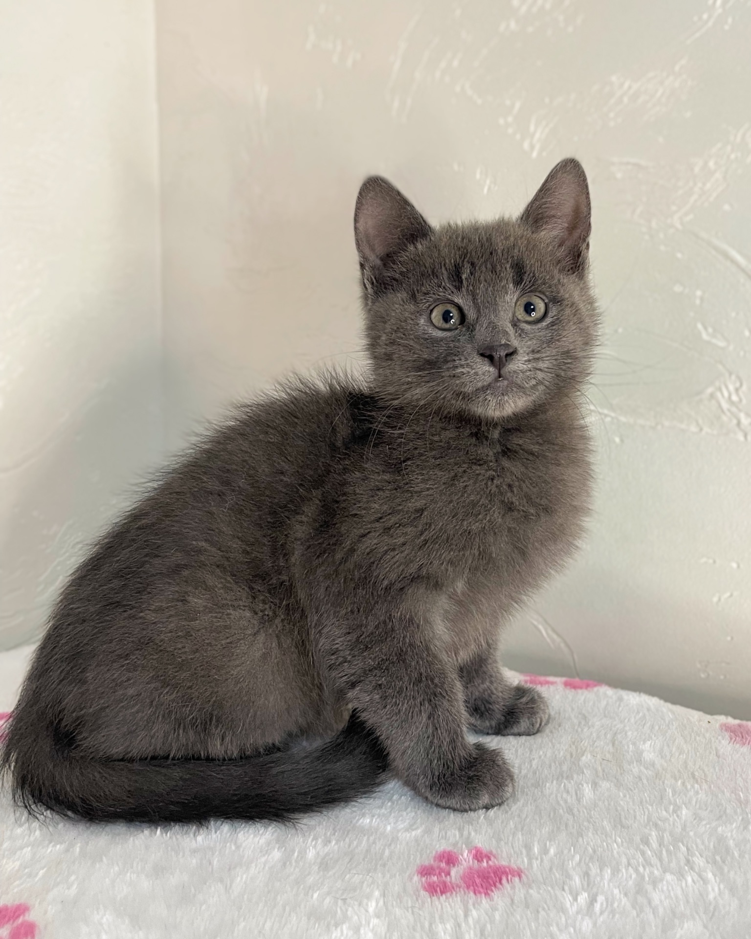 Кошеня котик шукає дім