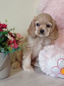 Цуценя американський кокер спаніель
