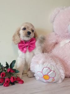 Цуценя американський кокер спаніель