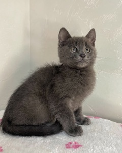 Кошеня котик шукає дім