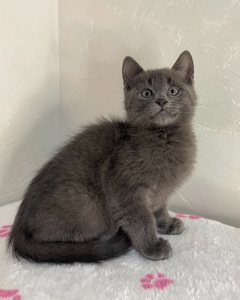 Кошеня котик шукає дім