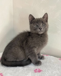 Кошеня котик шукає дім