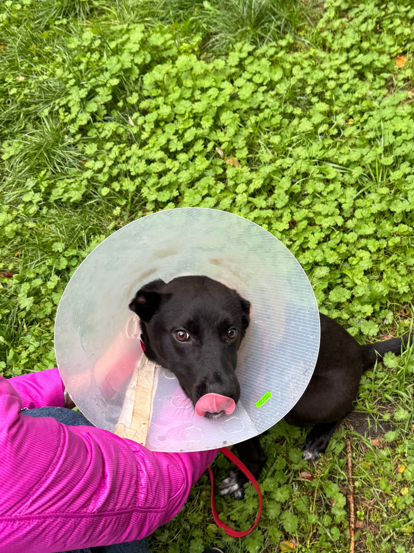 Терміново Дім або Перетримка, дівчинка Міра, вік 7 міс., Київ та обл