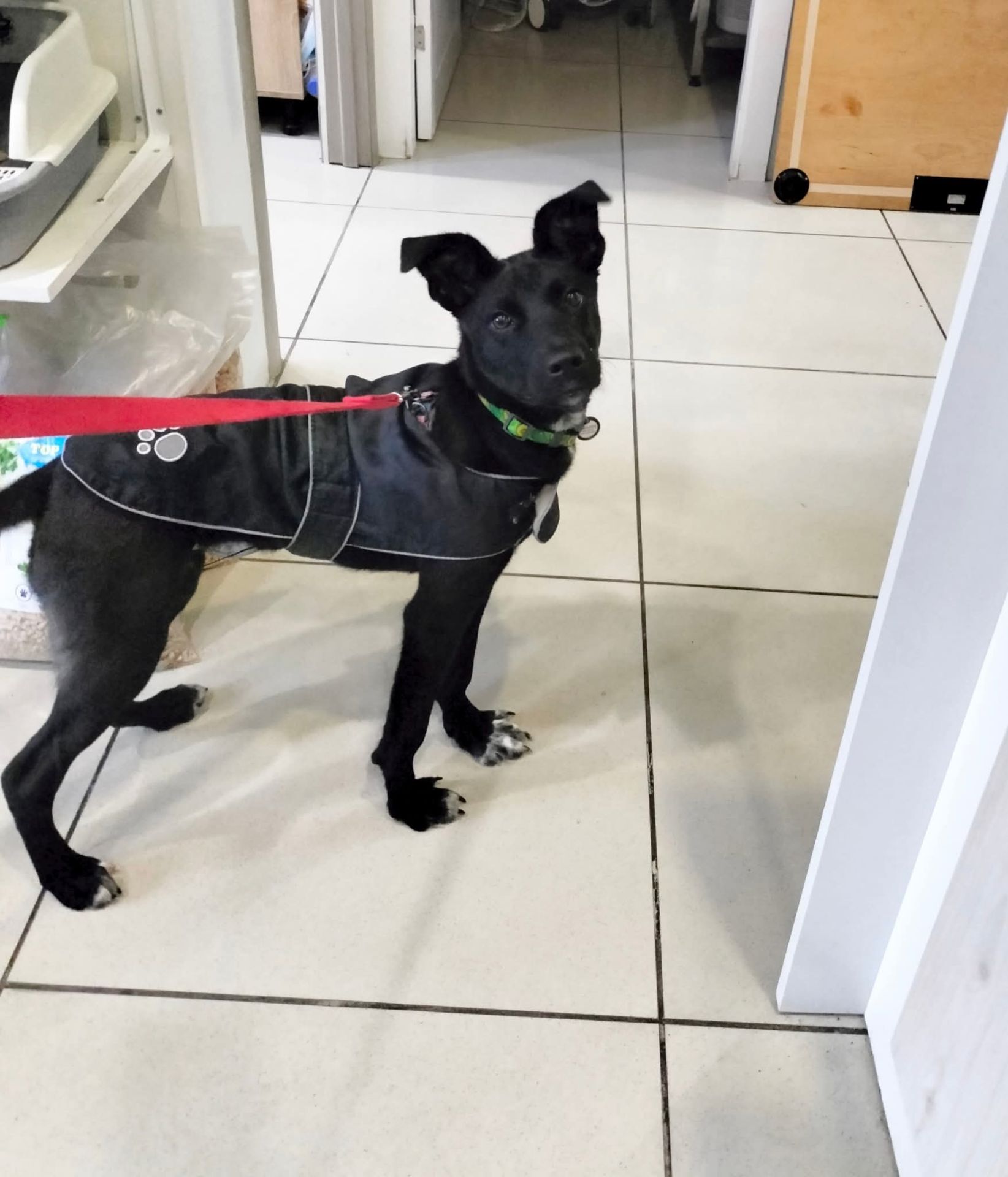 Терміново Дім або Перетримка, дівчинка Міра, вік 7 міс., Київ та обл