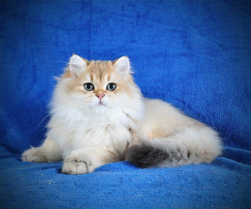 Золотые котята для души